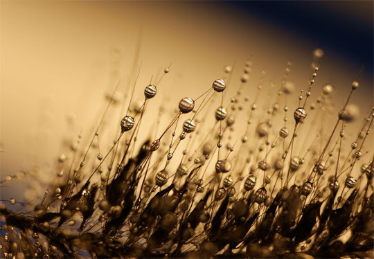 macro photography