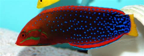 275 ml, 7 fl oz, 0.50 pint. Something Fishy :: Aquarium Livestock :: Fish :: Red Coris
