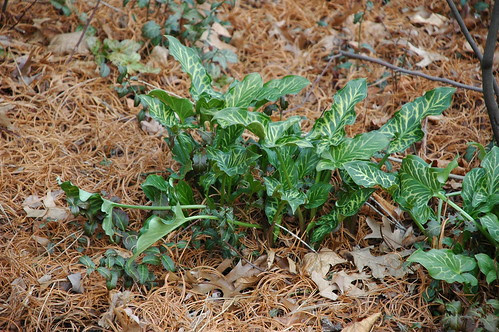 Arum italicum foliage, Rock Garden, BBG