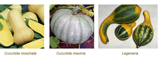 Tipi di Zucca