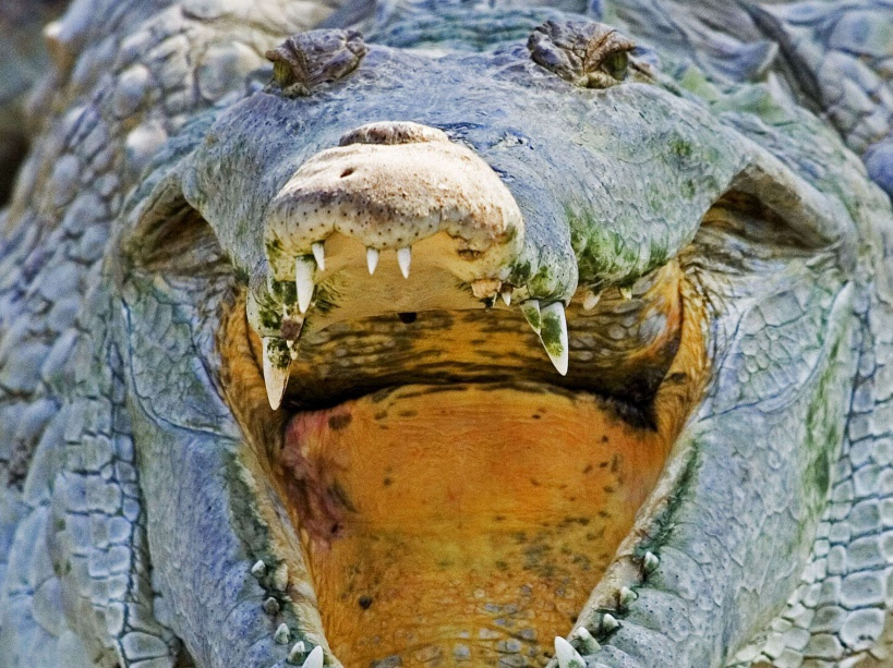Crocodile de l'orénoque