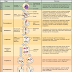 Phases Of Meiosis Worksheet Answer Key / The Cell Cycle Mitosis And Meiosis University Of Leicester - Types of chemical bonds worksheets answer key.