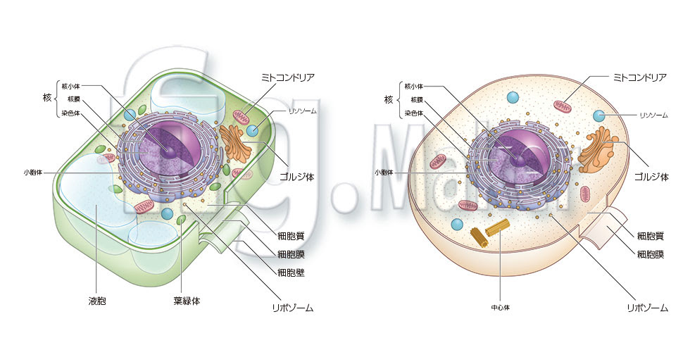 図版 イラスト制作例 人体 図