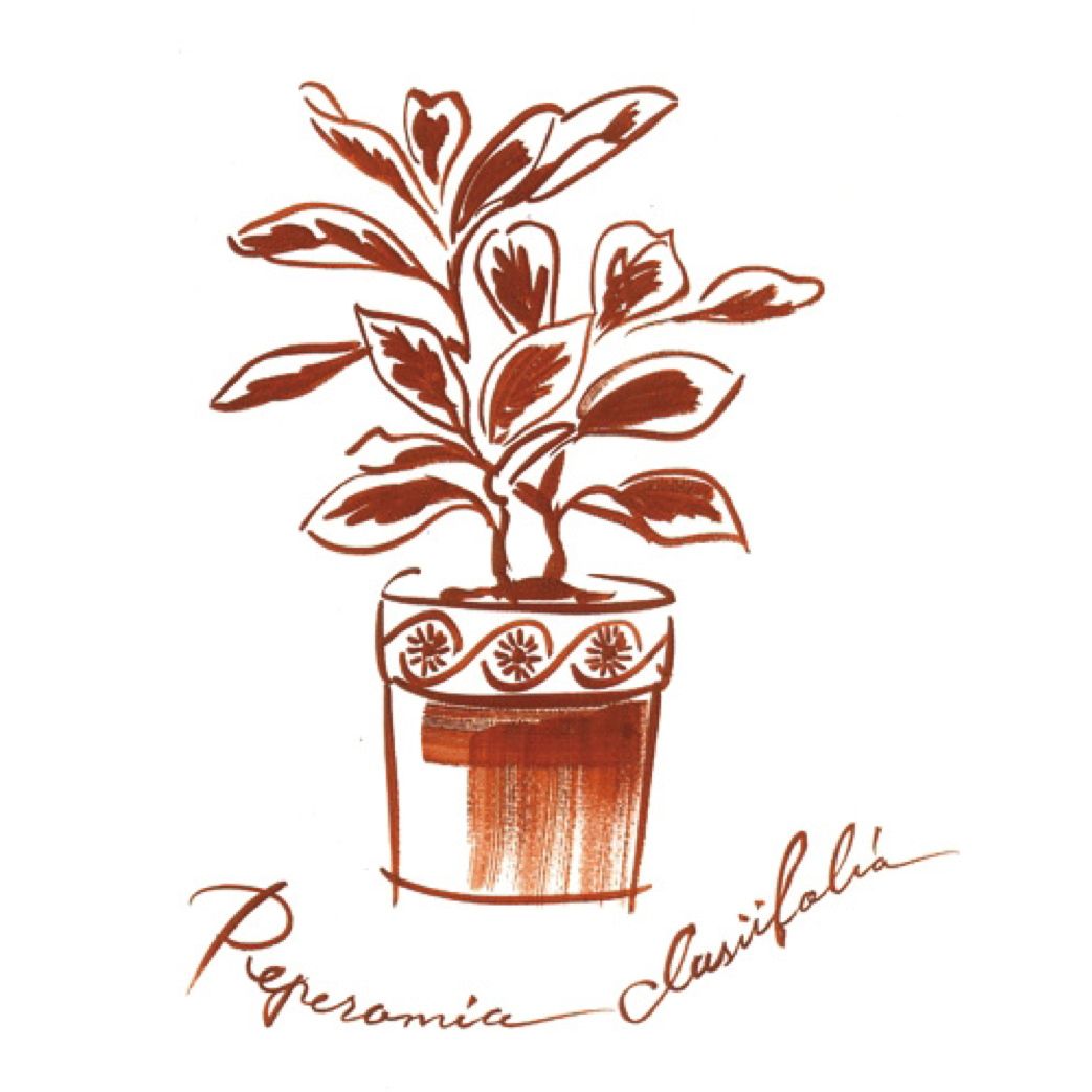 観葉植物のイラスト 京都 東京のデザイン会社 Koizumi Design Facroty