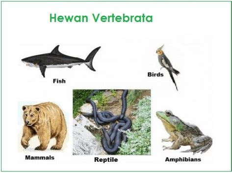 pengertian  ciri ciri vertebrata
