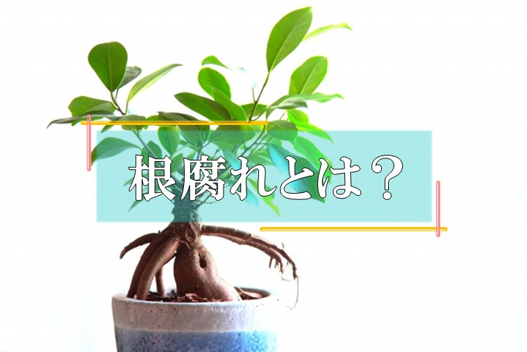 根腐れとは 末吉商店 青森県平川市