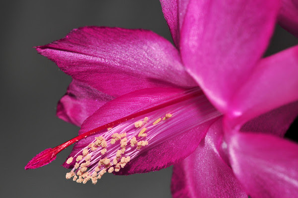 Late January Christmas Cactus