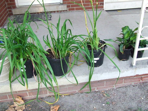 New plants