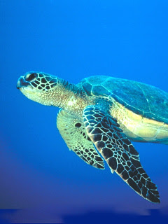 ウミガメ 熱帯魚 Blueworld カメ の待ち受け画像 壁紙 動物 パラダイス