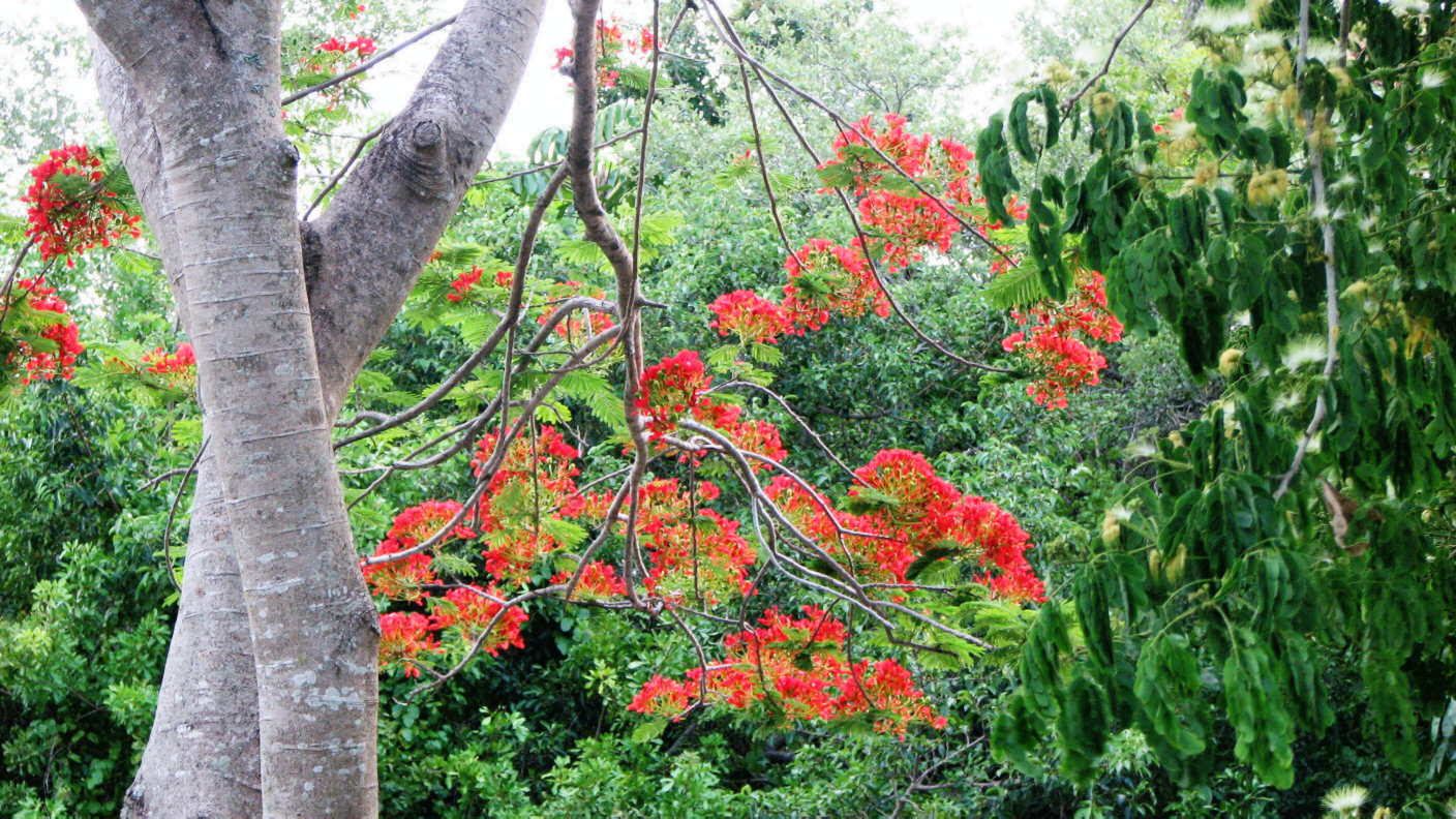 Scarlet Flowers