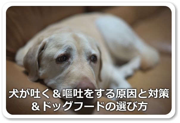 犬が吐く 嘔吐をする原因と対策 ドッグフードの選び方 ドッグフード博士