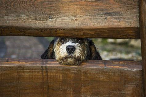 Its newfound partnership with guru want to make that dream a reality. Choosing the Best Wireless Dog Fence Guide