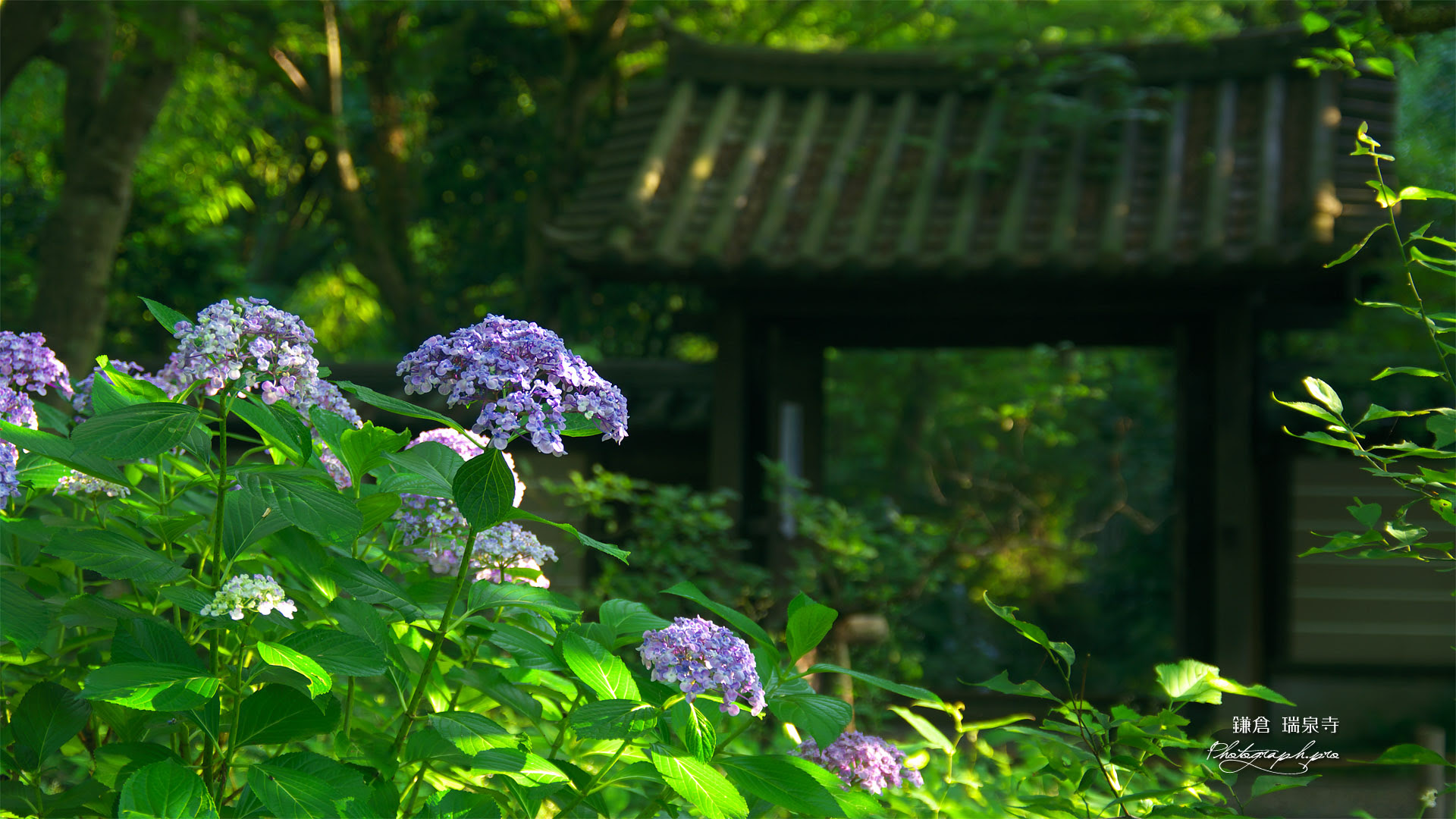 瑞泉寺 あじさいと山門 の壁紙 19x1080