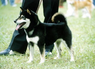 黒柴犬名門犬舎 子犬販売 美原阿弥荘