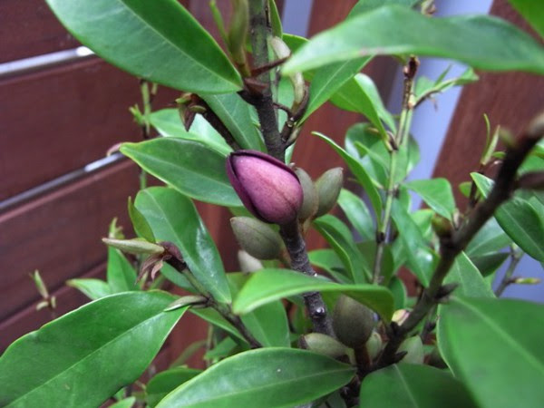 おすすめ低木 常緑樹 埼玉県さいたま市と富士見市のエクステリア ガーデン Nod Garden