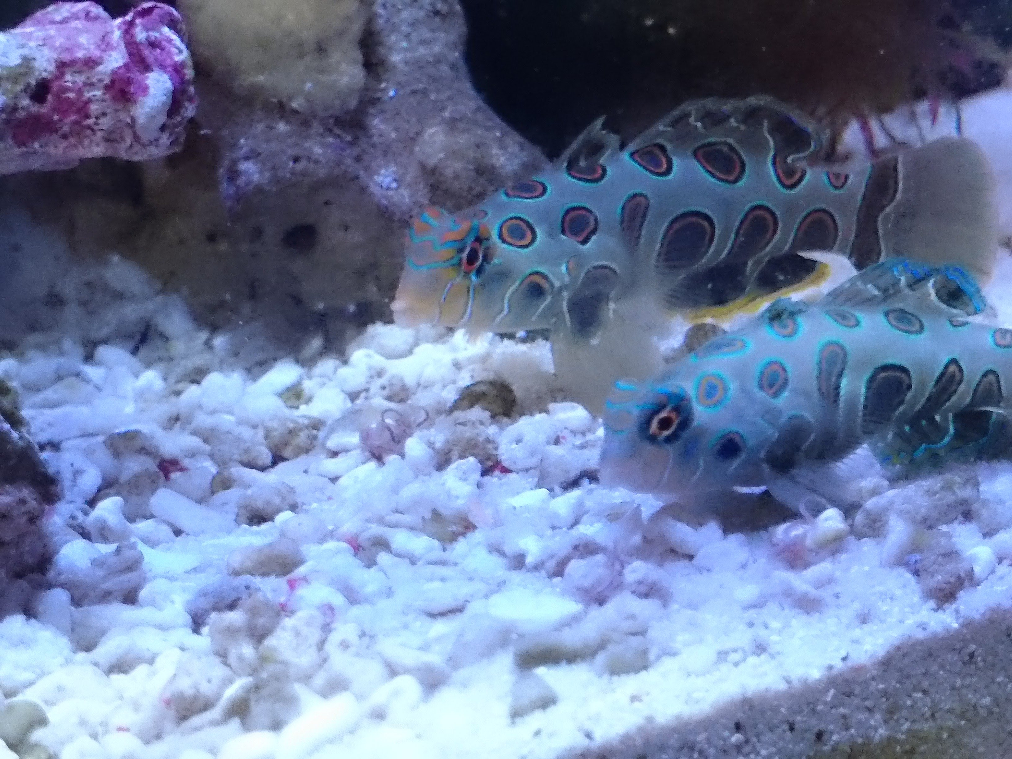 マンダリンが粒餌に餌付くまでに試みた方法 まとめ 30cm水槽の海水魚飼育