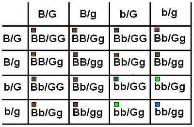Webmar 18, 2024 · genes dictate the production of melanin, the pigment responsible for eye, skin, and hair colors. eye color genetics science project educationcom eye color
