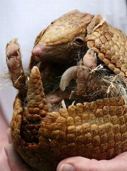 Ugly but Cute Baby Animals (55 pics)