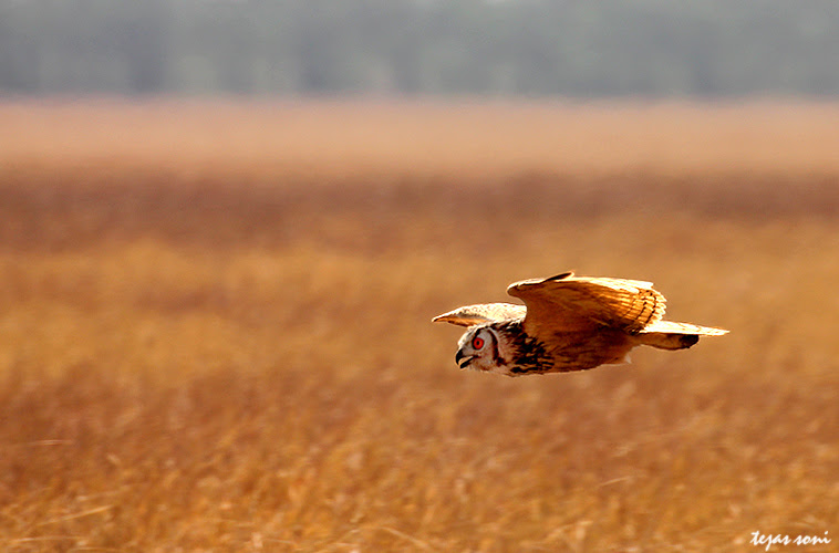 500px favs, rg443