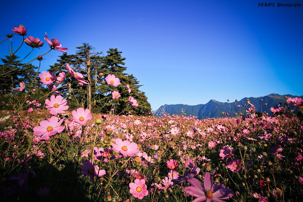 花舞0436-4-3.jpg