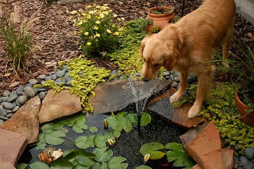 Watergarden