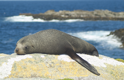 Ficheiro:Arctocephalus fosteri 2.png