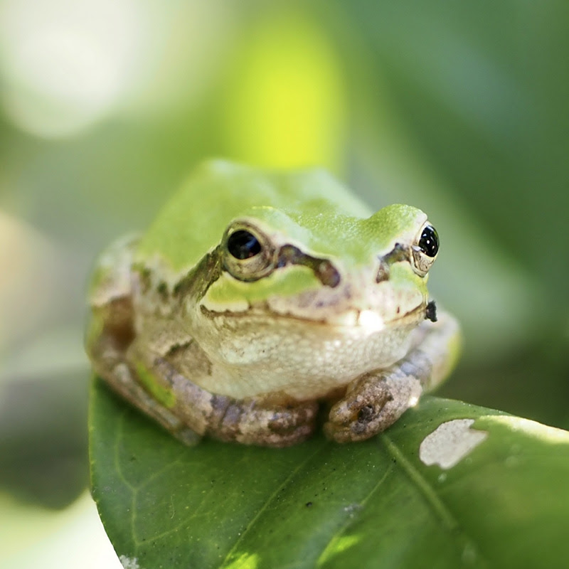 初心者の方も安心 アマガエルの飼育方法と必要なグッズ 飼い方の注意点