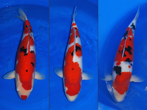 Japan Koi Export