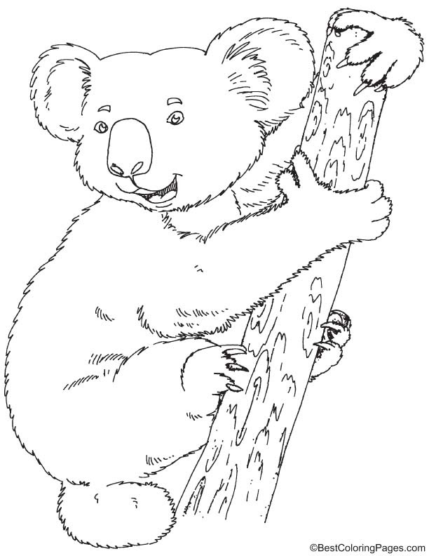 Download Koala coloring page | Download Free Koala coloring page ...