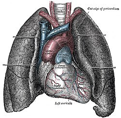 Tips Cara Untuk Membersihkan Paru-paru Bagi Para Perokok [ www.BlogApaAja.com ]