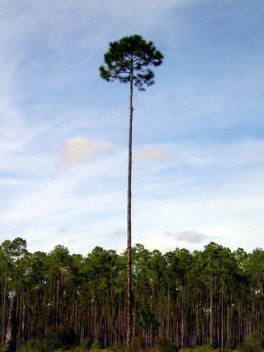 Florida Tall Tree At Gum Swamp
