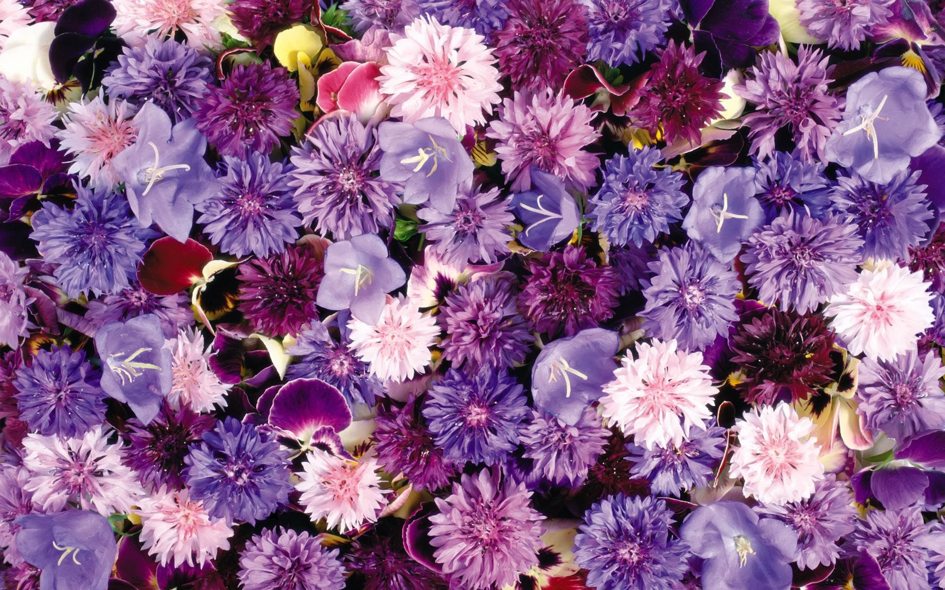  Tumblr  Purple Backgrounds  67 images 