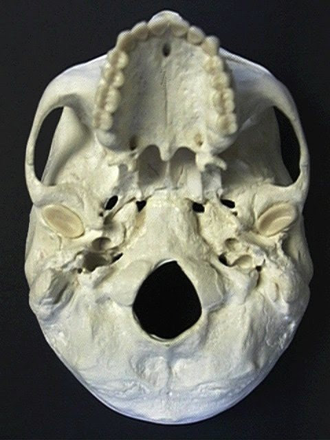 Skull, Inferior view