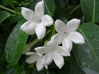 １月１９日の誕生花 マダガスカルジャスミンの花言葉 二人で東方へ旅に 愛される花嫁 の香る白い花の 清らかな祈り 弥生おばさんのガーデニングノート 花と緑の365日 楽天ブログ