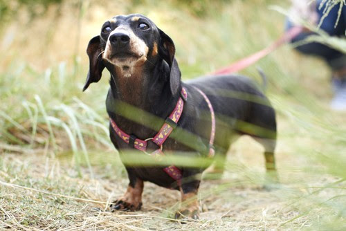 Bed Bug Sniffing Dogs: Top Dog Pest Control & Top 10 Bed  