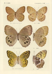 papillon 19