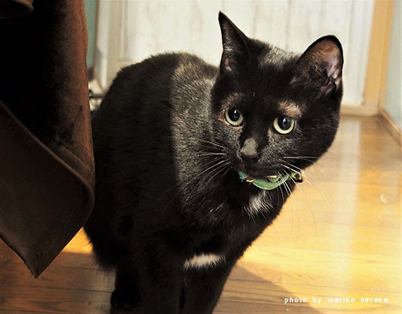 人生を変えた黒猫 フェリシモ猫部