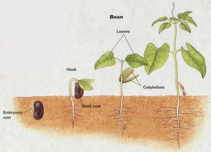 B2 Sexual Reproduction In Plants Lydia G Narain