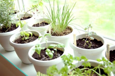 Herb Growing on Herbs Growing
