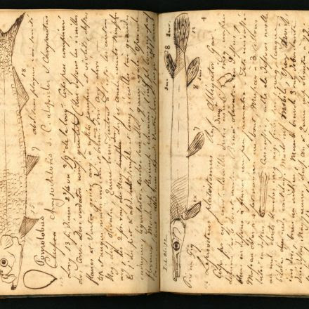 How Audubon Pranked a Fellow Naturalist with a Bulletproof Fish