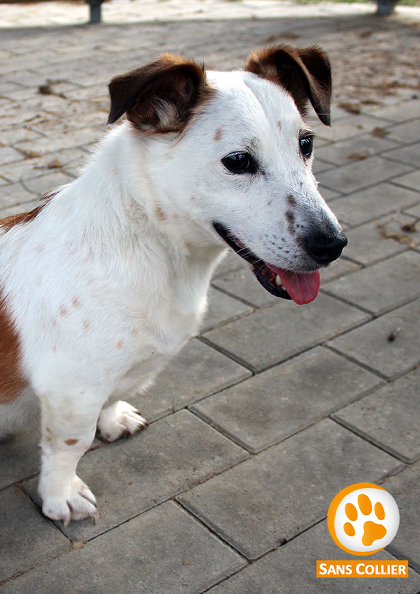 Chien De Petite Taille A Adopter