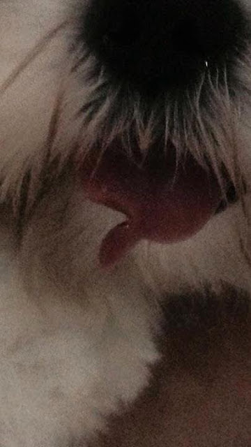Pet Groomer 'Accidentally' Cut The Tongue Of The Dog! Horrifying Grooming Experience!