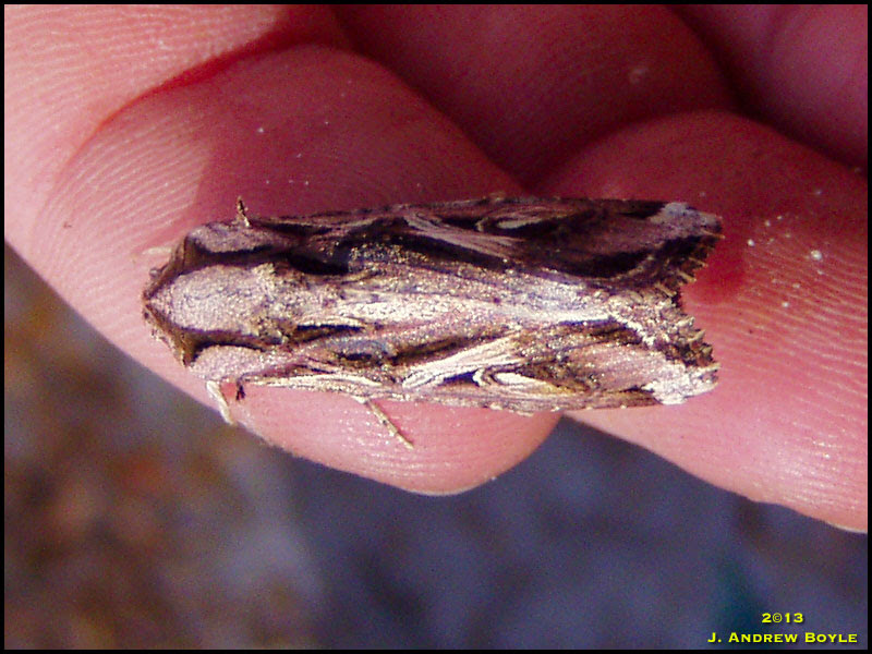 Moth
