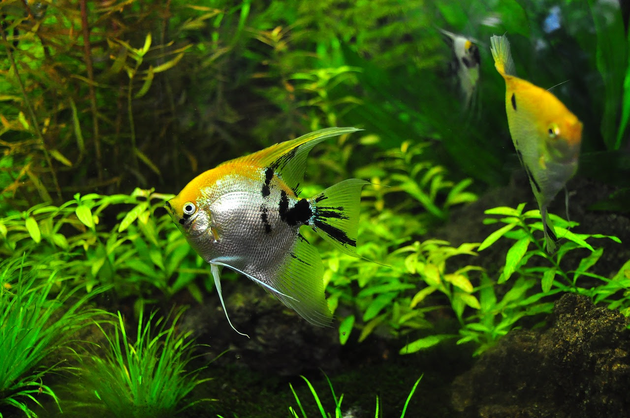 熱帯魚水槽 で混泳ができる中型魚は 記憶に残したいときのメモ帳