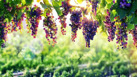 Because of this, the different types have varying requirements to help them thrive. Wallpaper grapes, 8k, Food #16059
