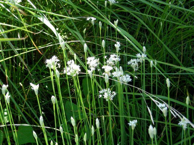 ニラの花にもいろいろあって ジュラのお散歩花日記 楽天ブログ