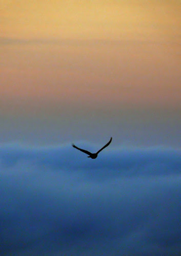 They will soar on wings like eagles; they will run and not grow weary,