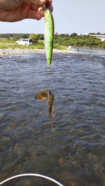 釣り具のジャイアント 鵜野森店 Blog Archive 7 21相模川の鮎ルアーへ行ってきました