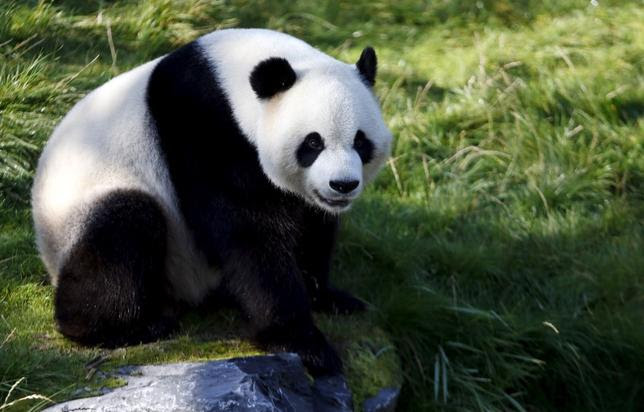 Xing Hui, a 6-year-old giant panda born in China, is seen in his enclosure at the Pairi Daiza wildlife park in Brugelette, Belgium September 28, 2015. REUTERS/Francois Lenoir