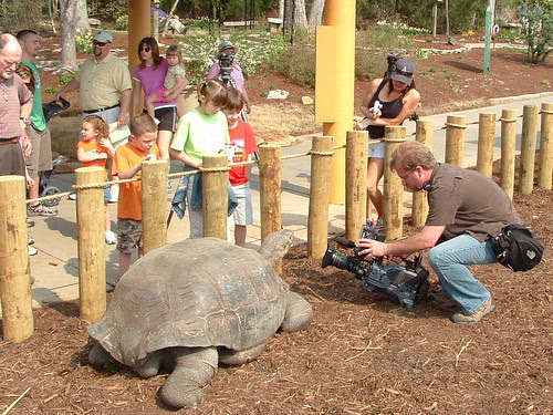 Tortoise Wars